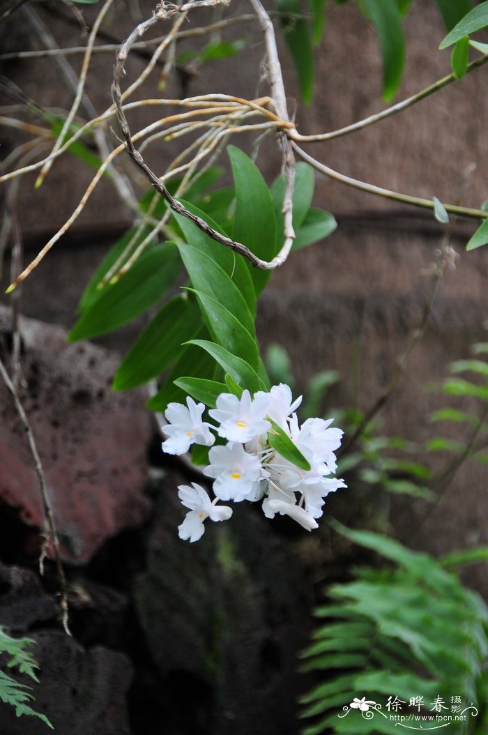 变色石斛 Dendrobium mutabile 变色石斛 Dendrobium mutabile