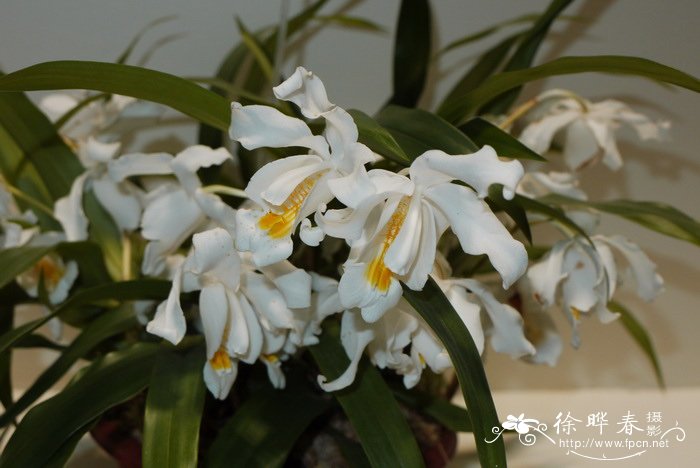 贝母兰 Coelogyne cristata