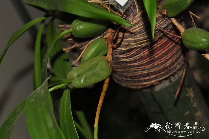 贝母兰 Coelogyne cristata