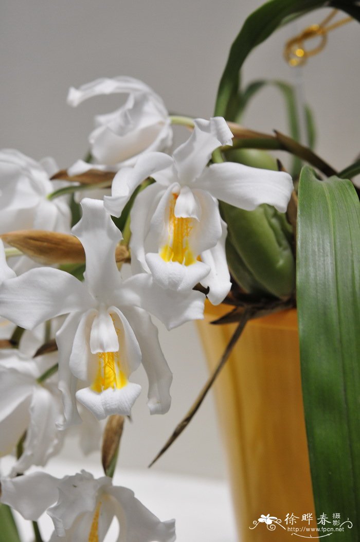 贝母兰 Coelogyne cristata