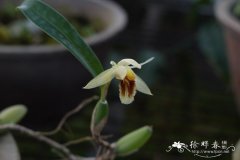 流苏贝母兰Coelogyne fimbriata