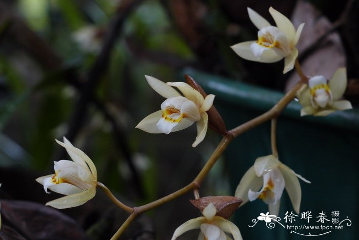 栗鳞贝母兰 Coelogyne flaccida