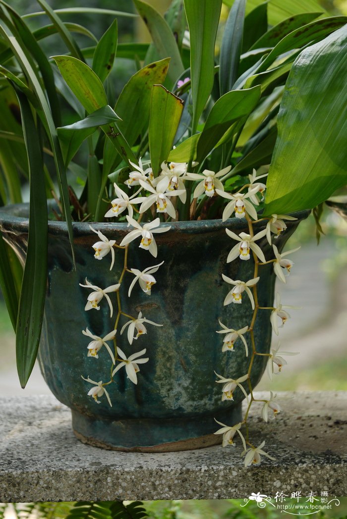 栗鳞贝母兰 Coelogyne flaccida