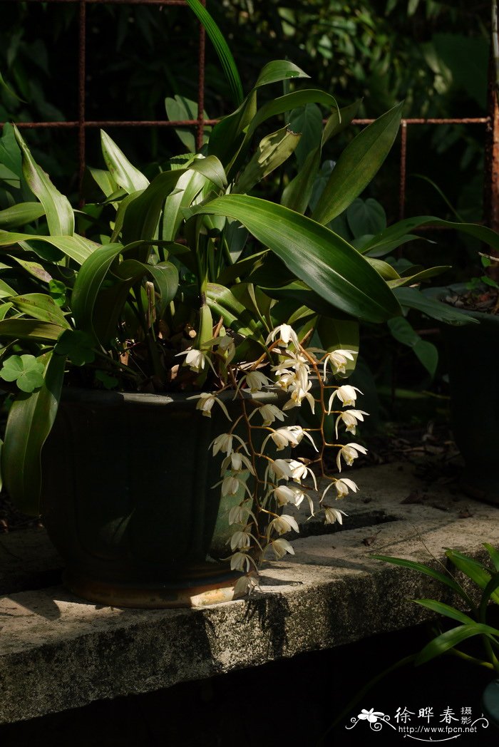 栗鳞贝母兰 Coelogyne flaccida