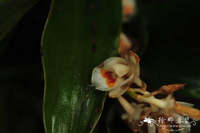 斑唇贝母兰Coelogyne fuscescens var. brunnea