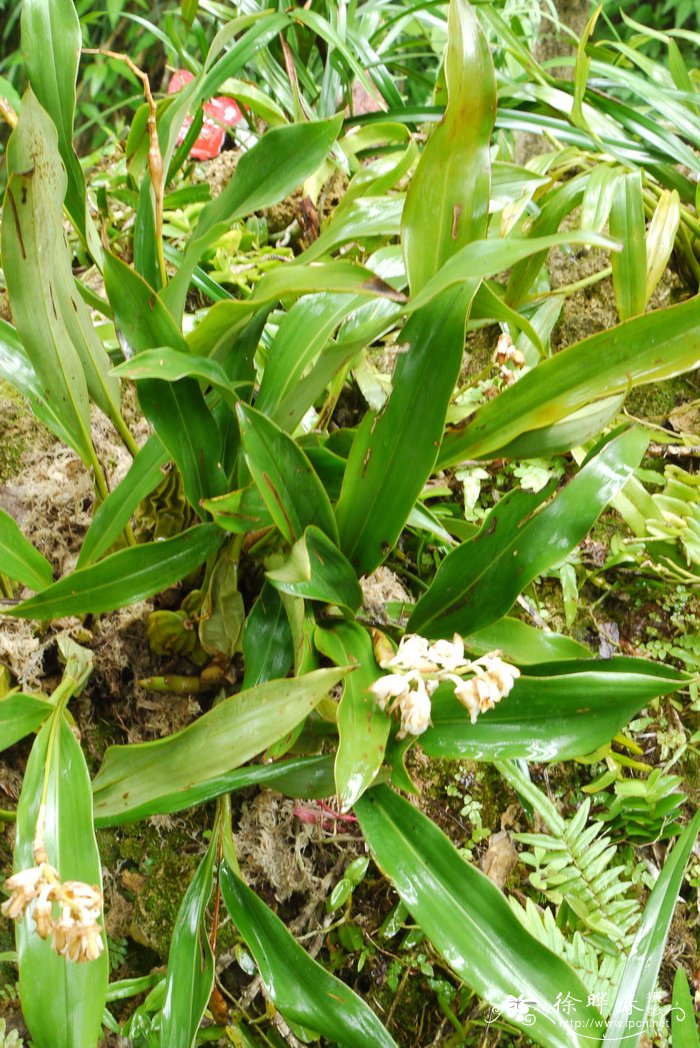 斑唇贝母兰Coelogyne fuscescens var. brunnea