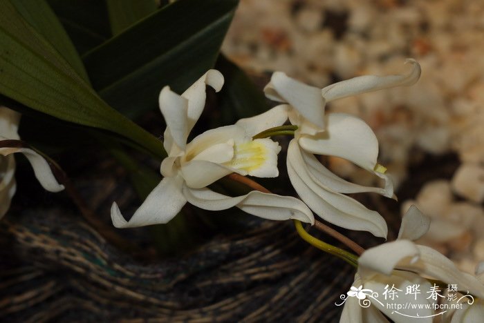 腺斑贝母兰Coelogyne glandulosa 腺斑贝母兰Coelogyne glandulosa