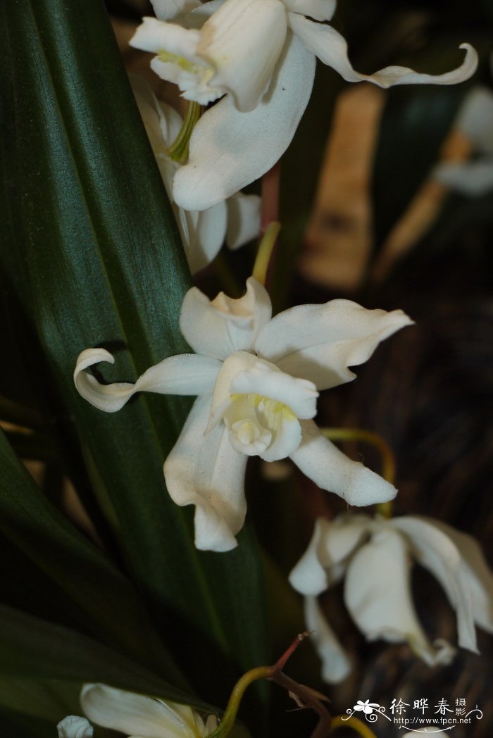 腺斑贝母兰Coelogyne glandulosa 腺斑贝母兰Coelogyne glandulosa