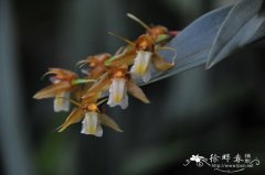 疣鞘贝母兰Coelogyne schultesii