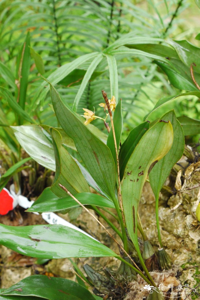 疣鞘贝母兰Coelogyne schultesii