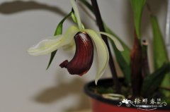 贝母兰原种Coelogyne usitana