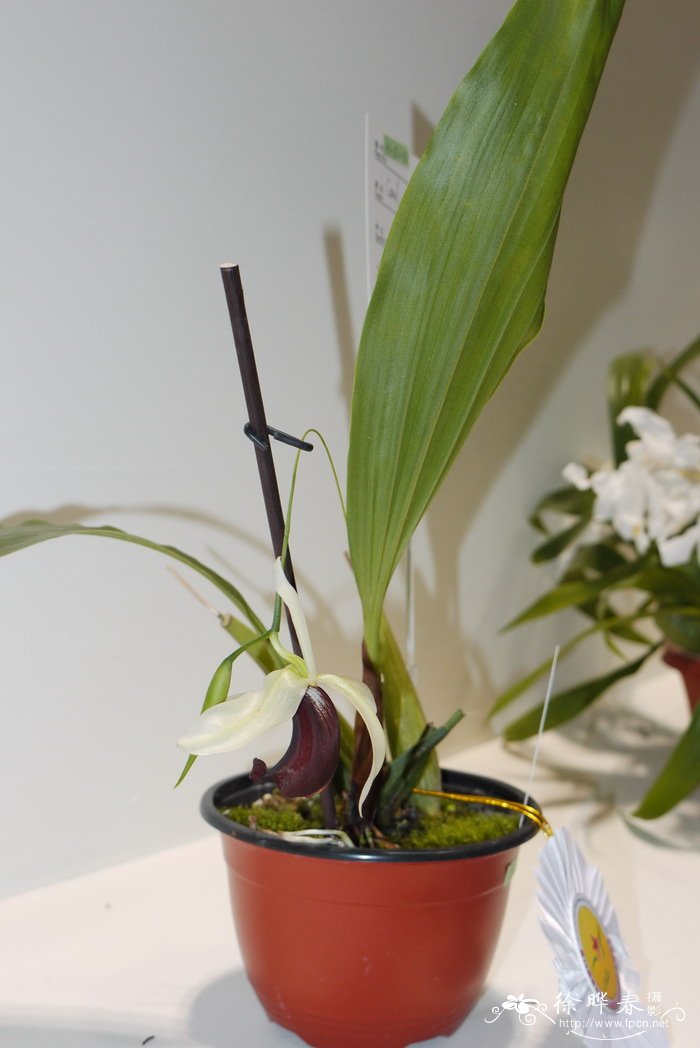 贝母兰原种coelogyne usitana