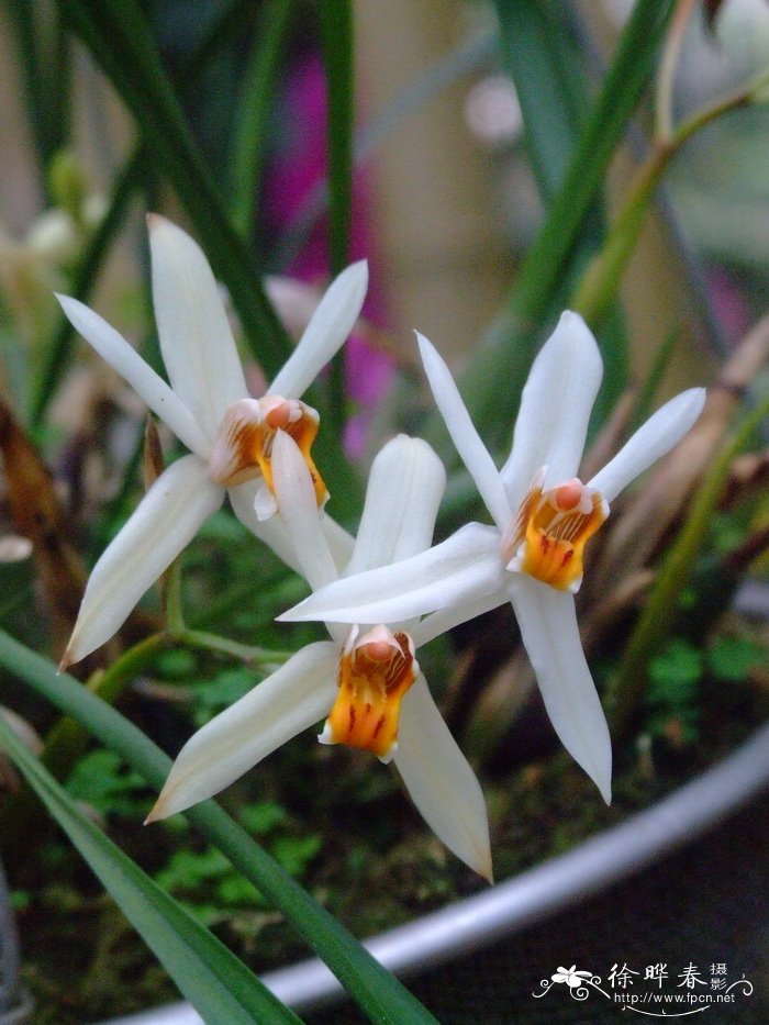 禾叶贝母兰 Coelogyne viscosa