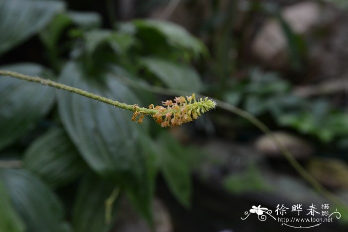 浅裂沼兰Crepidium acuminatum 浅裂沼兰Crepidium acuminatum