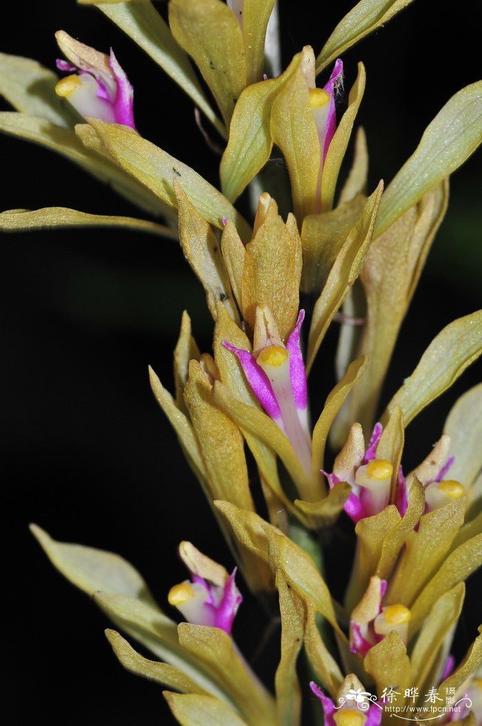 杜鹃兰cremastraappendiculata