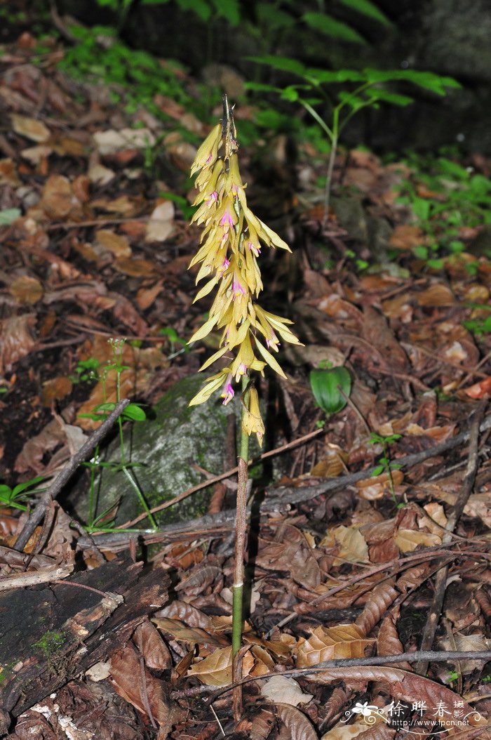 杜鹃兰Cremastra appendiculata 杜鹃兰Cremastra appendiculata