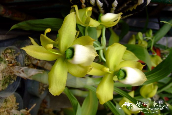 绿鹅颈兰 Cycnoches chlorochilon 绿鹅颈兰 Cycnoches chlorochilon