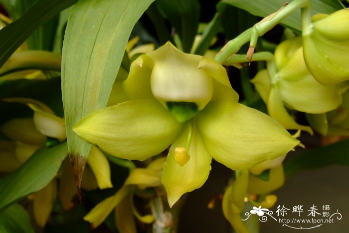 绿鹅颈兰 Cycnoches chlorochilon 绿鹅颈兰 Cycnoches chlorochilon