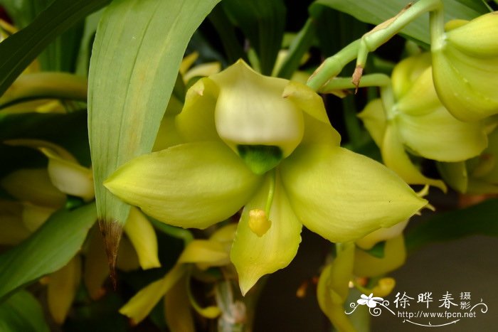 绿鹅颈兰 Cycnoches chlorochilon