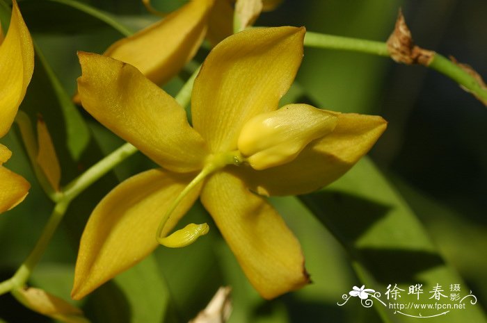 黄鹅颈兰 Cycnoches herrenhusanum 黄鹅颈兰 Cycnoches herrenhusanum