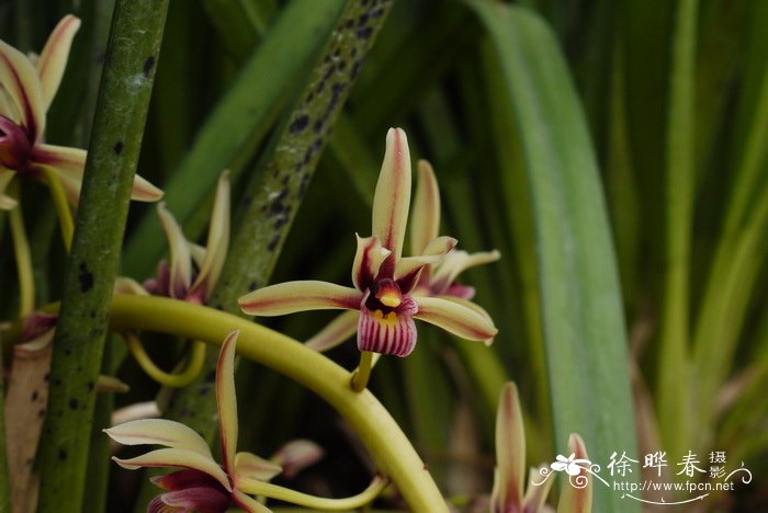 纹瓣兰Cymbidium aloifolium 纹瓣兰Cymbidium aloifolium