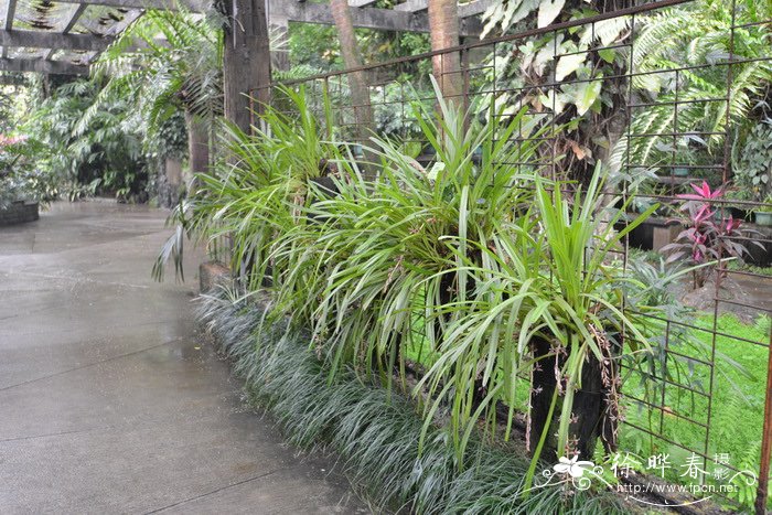 纹瓣兰Cymbidium aloifolium 纹瓣兰Cymbidium aloifolium