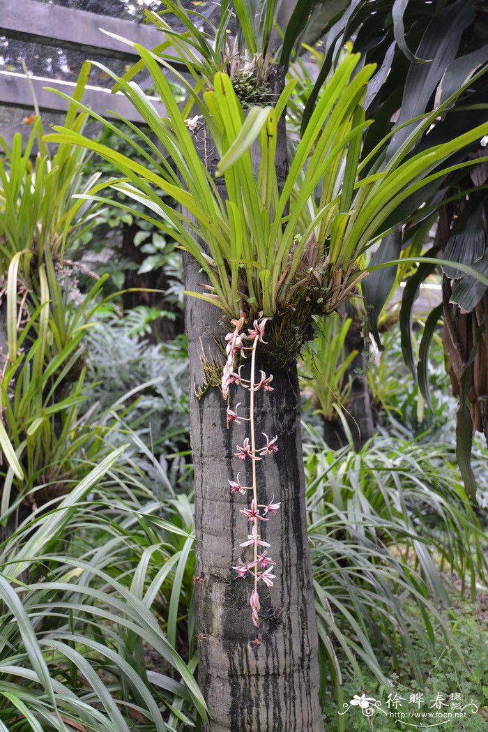 纹瓣兰Cymbidium aloifolium
