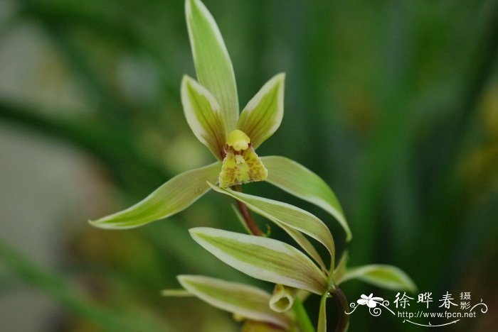 送春Cymbidium cyperifolium var. szechuanicum