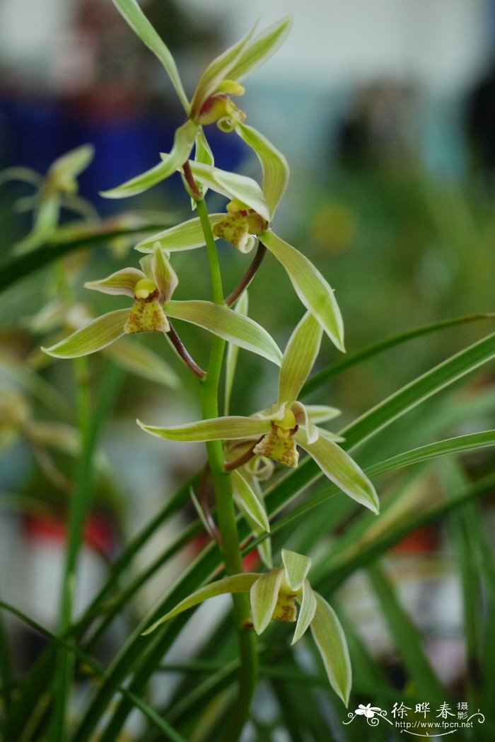 送春Cymbidium cyperifolium var. szechuanicum