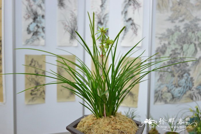 送春Cymbidium cyperifolium var. szechuanicum