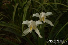 独占春 Cymbidium eburneum