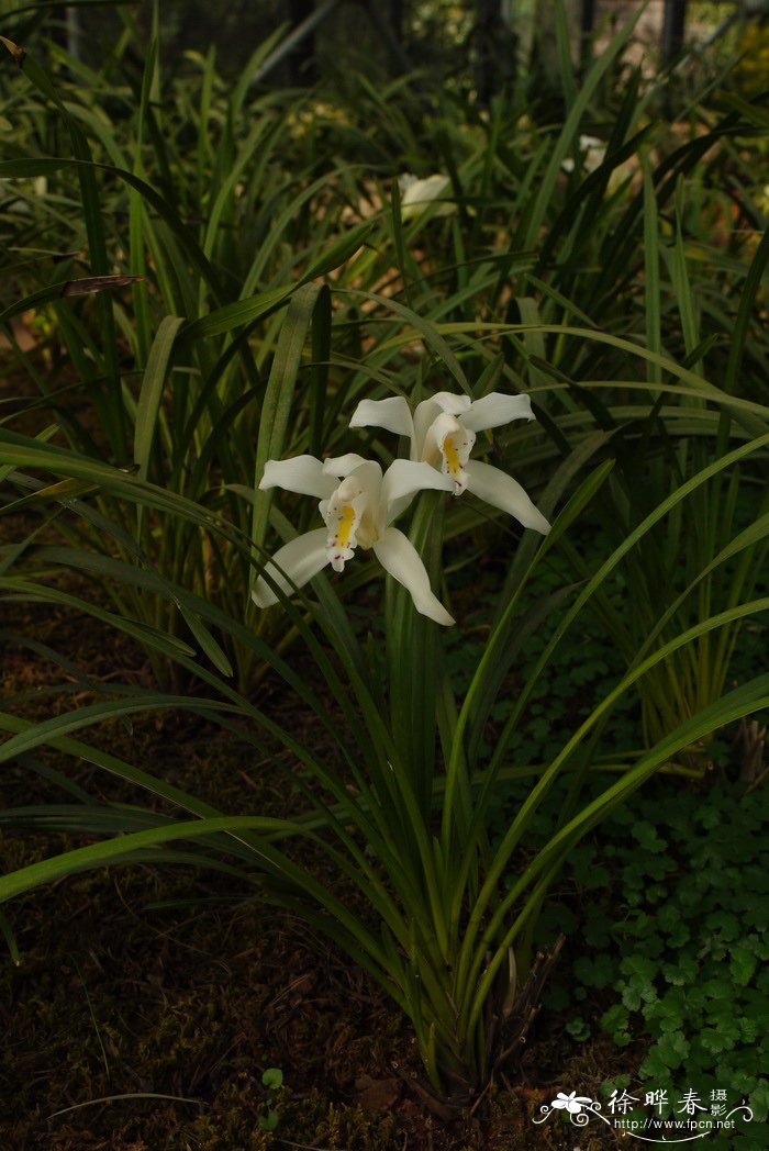 独占春 Cymbidium eburneum 独占春 Cymbidium eburneum