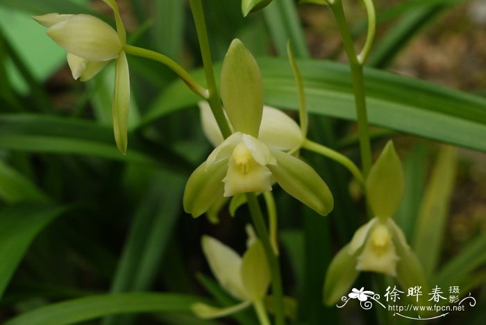 建兰 Cymbidium ensifolium