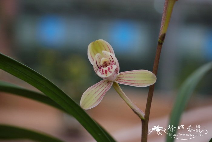 建兰 Cymbidium ensifolium