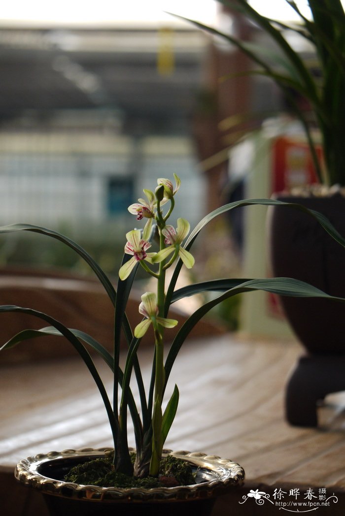 建兰 Cymbidium ensifolium