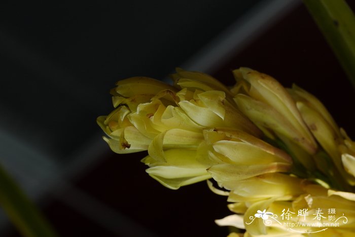 莎草兰Cymbidium elegans 莎草兰Cymbidium elegans