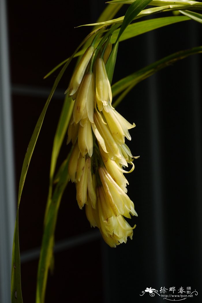 莎草兰Cymbidium elegans 莎草兰Cymbidium elegans
