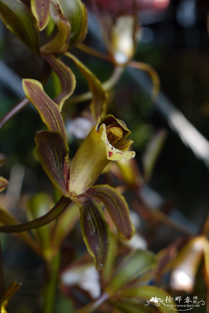 长叶兰Cymbidium erythraeum 长叶兰Cymbidium erythraeum