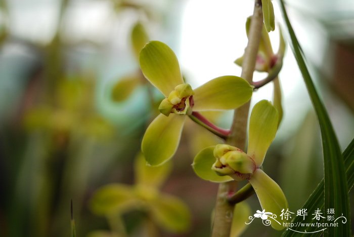 惠兰Cymbidium faberi 惠兰Cymbidium faberi