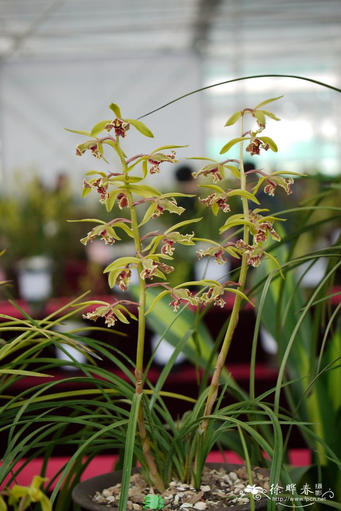 惠兰Cymbidium faberi 惠兰Cymbidium faberi