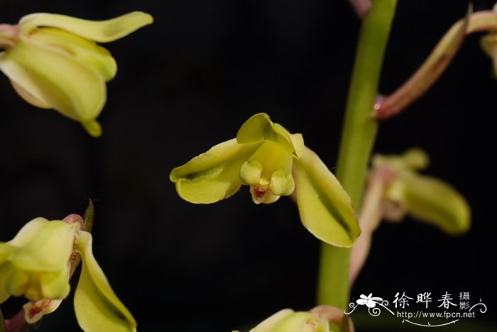 惠兰Cymbidium faberi 惠兰Cymbidium faberi