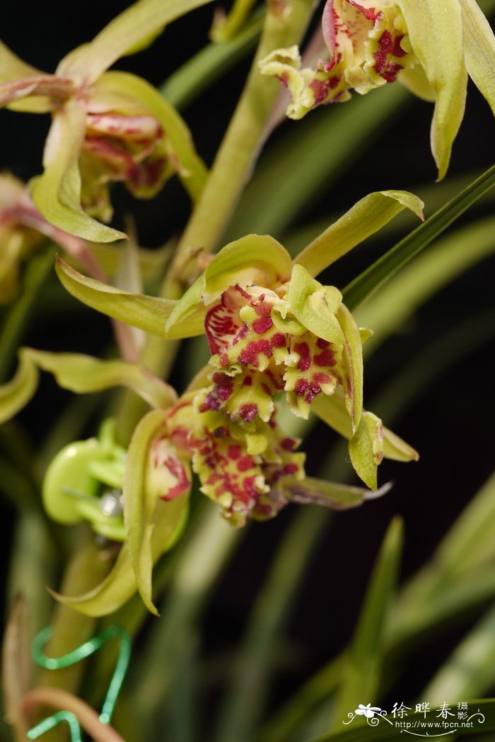 惠兰Cymbidium faberi