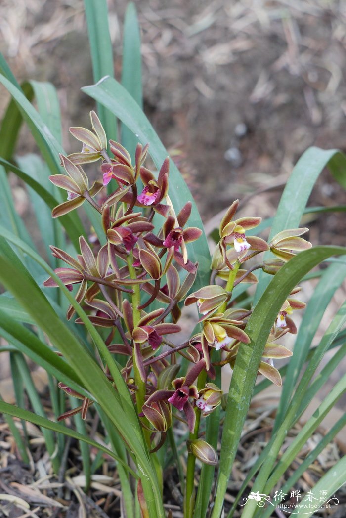 多花兰Cymbidium floribundum 多花兰Cymbidium floribundum