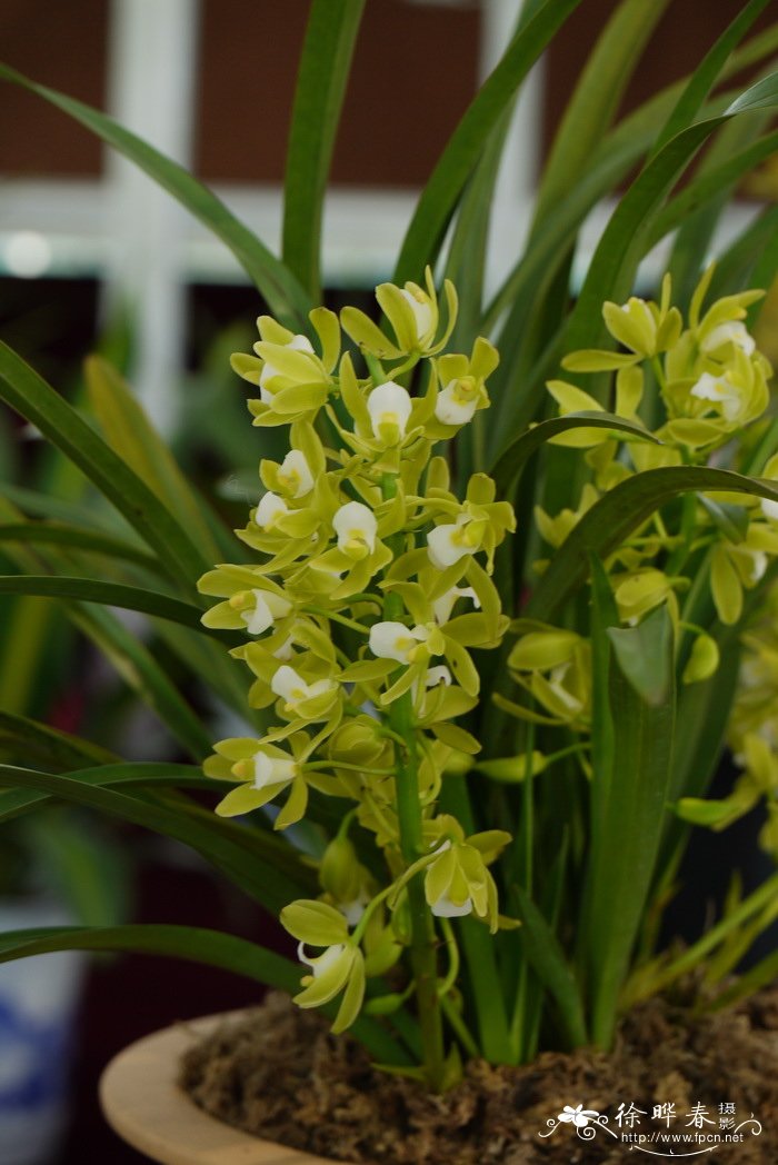 多花兰Cymbidium floribundum