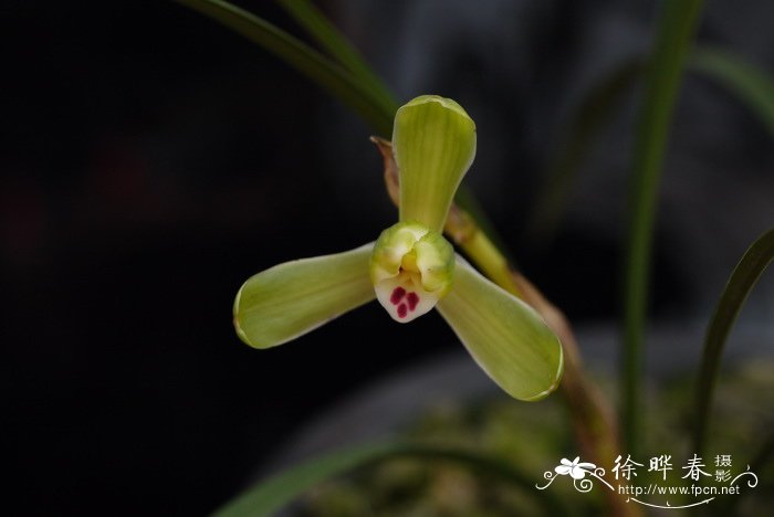 春兰Cymbidium goeringii