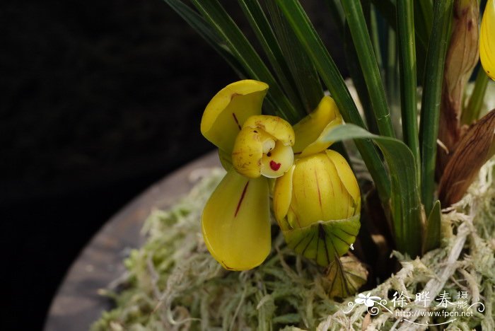 春兰Cymbidium goeringii