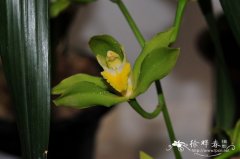 虎头兰Cymbidium hookerianum