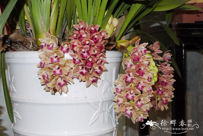 大花蕙兰Cymbidium hybrid