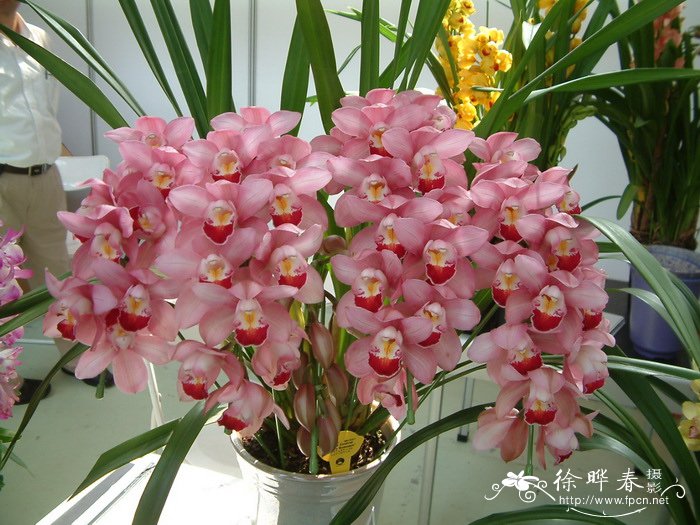 大花蕙兰Cymbidium hybrid 大花蕙兰Cymbidium hybrid