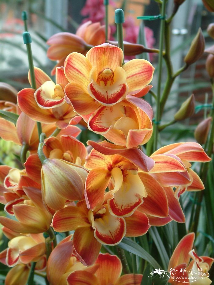 大花蕙兰Cymbidium hybrid 大花蕙兰Cymbidium hybrid